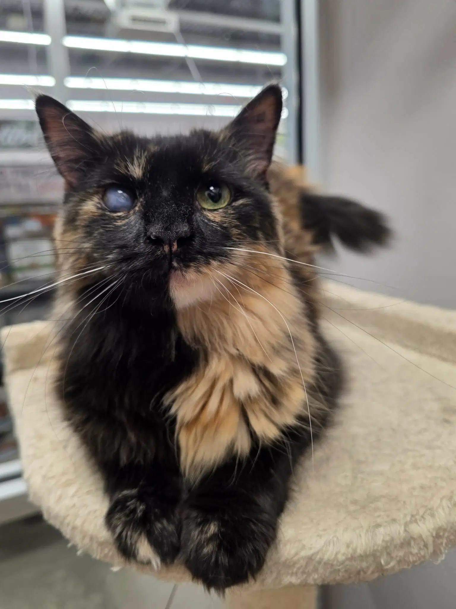 Fur-Nanda - Domestic Long Hair
