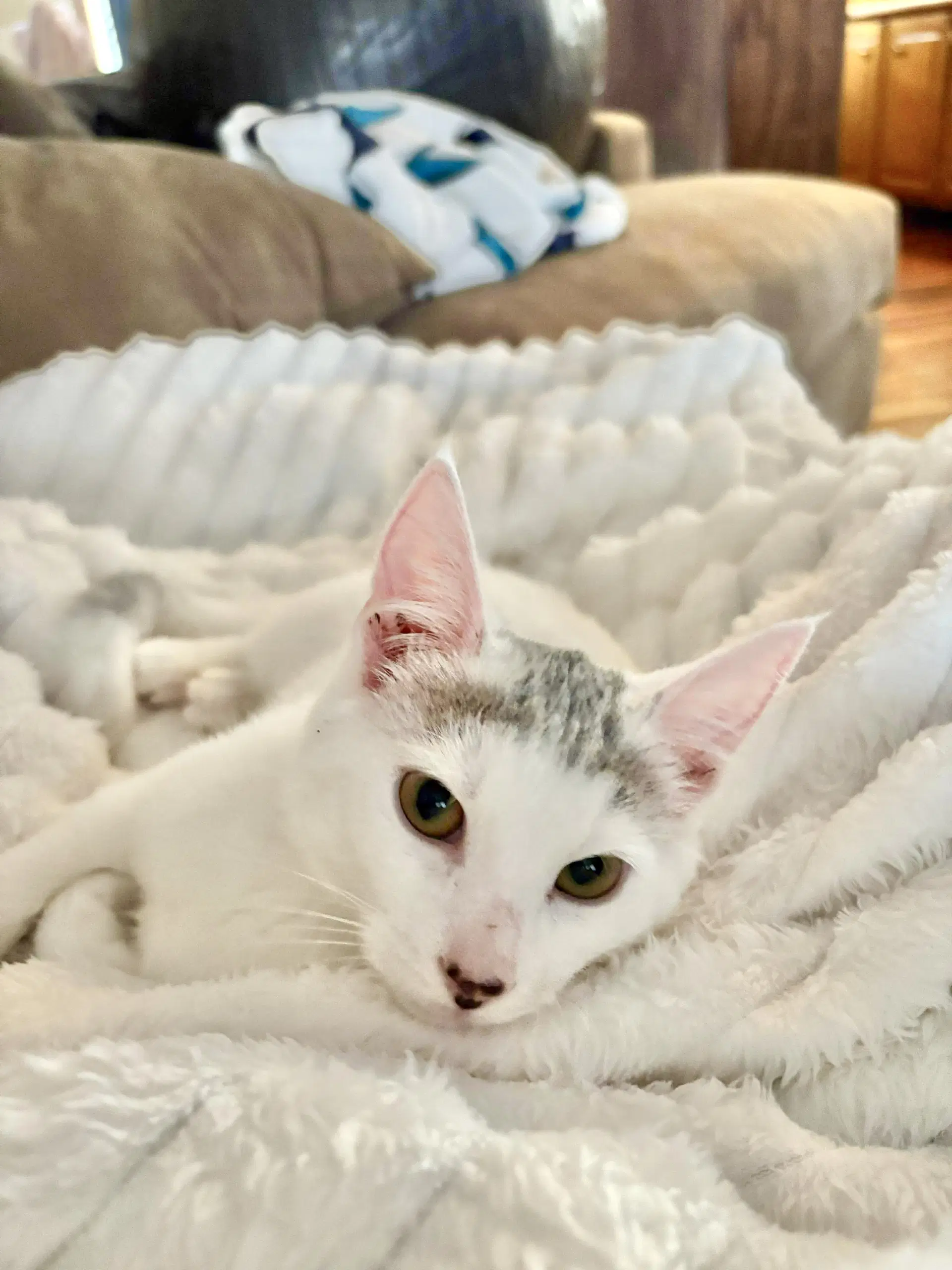 Basura - Domestic Short Hair