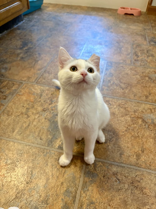 DUMPSTER - Domestic Short Hair available for adoption