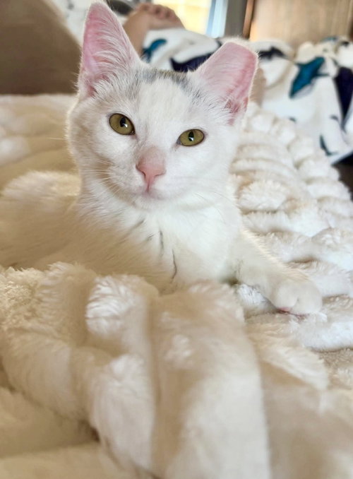 DUMPSTER - Domestic Short Hair available for adoption