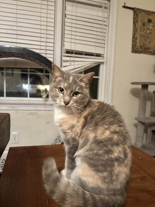 INIPI - Domestic Short Hair available for adoption