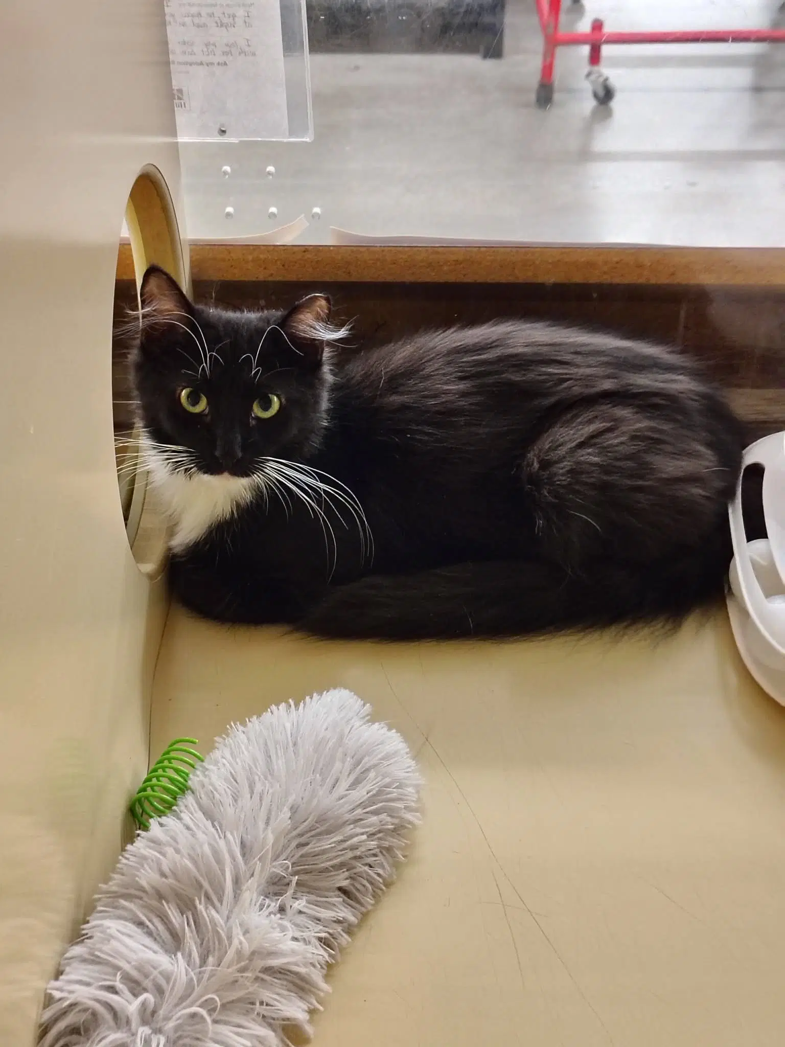Ornament - Domestic Long Hair