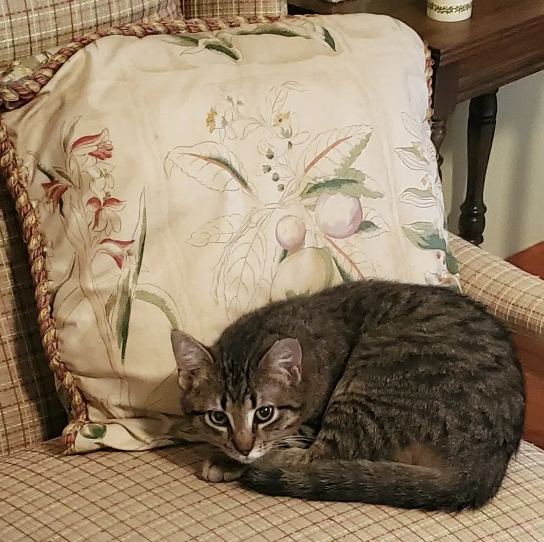 Jigger - Domestic Short Hair
