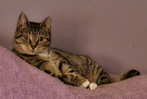 Rubbish, an adoptable Domestic Short Hair in Camden, SC