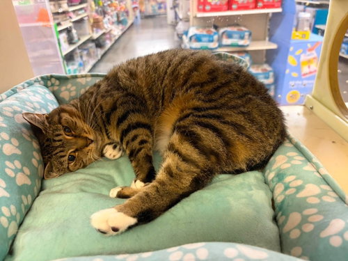 Rubbish, Domestic Short Hair, cat for adoption in Rock Hill, South Carolina