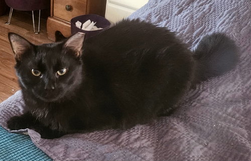 Robert Feline, an adoptable Bobtail in Camden, SC