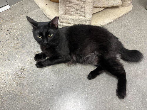 Robert Feline, Bobtail, cat for adoption in Sumter, South Carolina