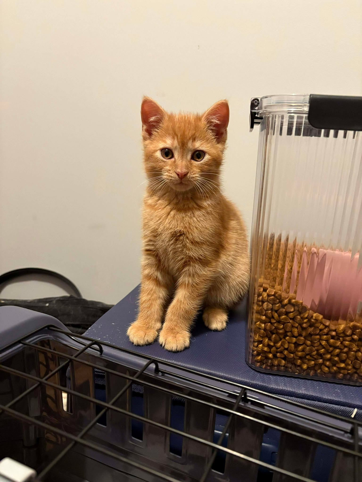 Cheeseburger (Available for pre-adoption) Image