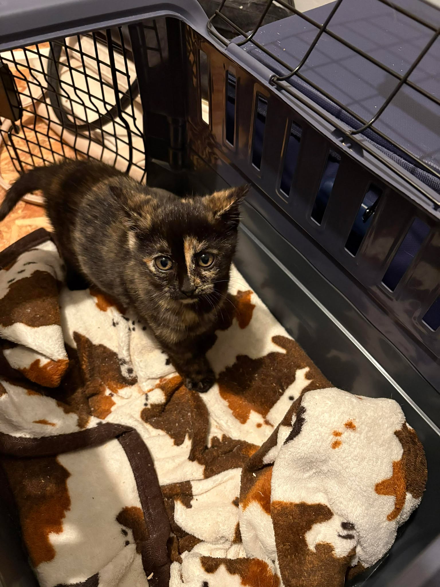 Taco (Available for pre-adoption) Image