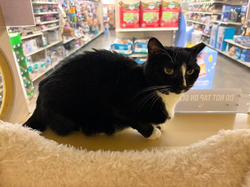 Rockstar, Domestic Short Hair, cat for adoption in Rock Hill, South Carolina