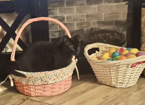 Tacky, an adoptable Domestic Short Hair in Camden, SC