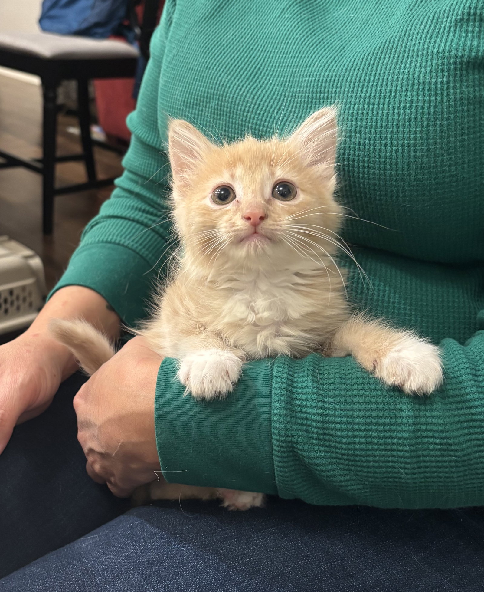Pronto (Available for pre-adoption) Image