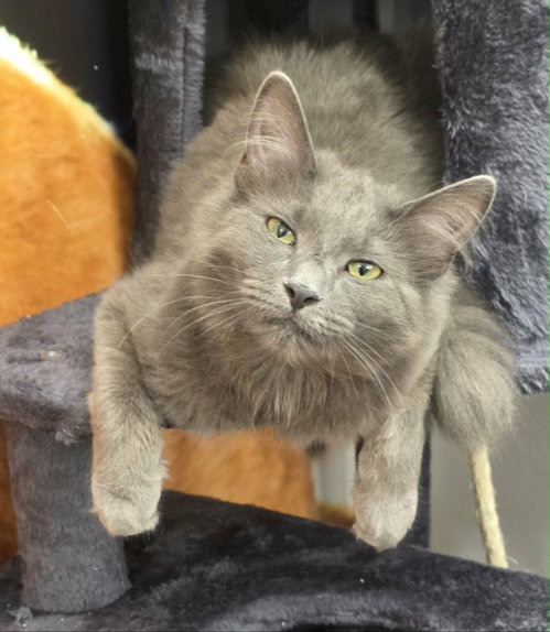 Bedhead, an adoptable Nebelung in Camden, SC