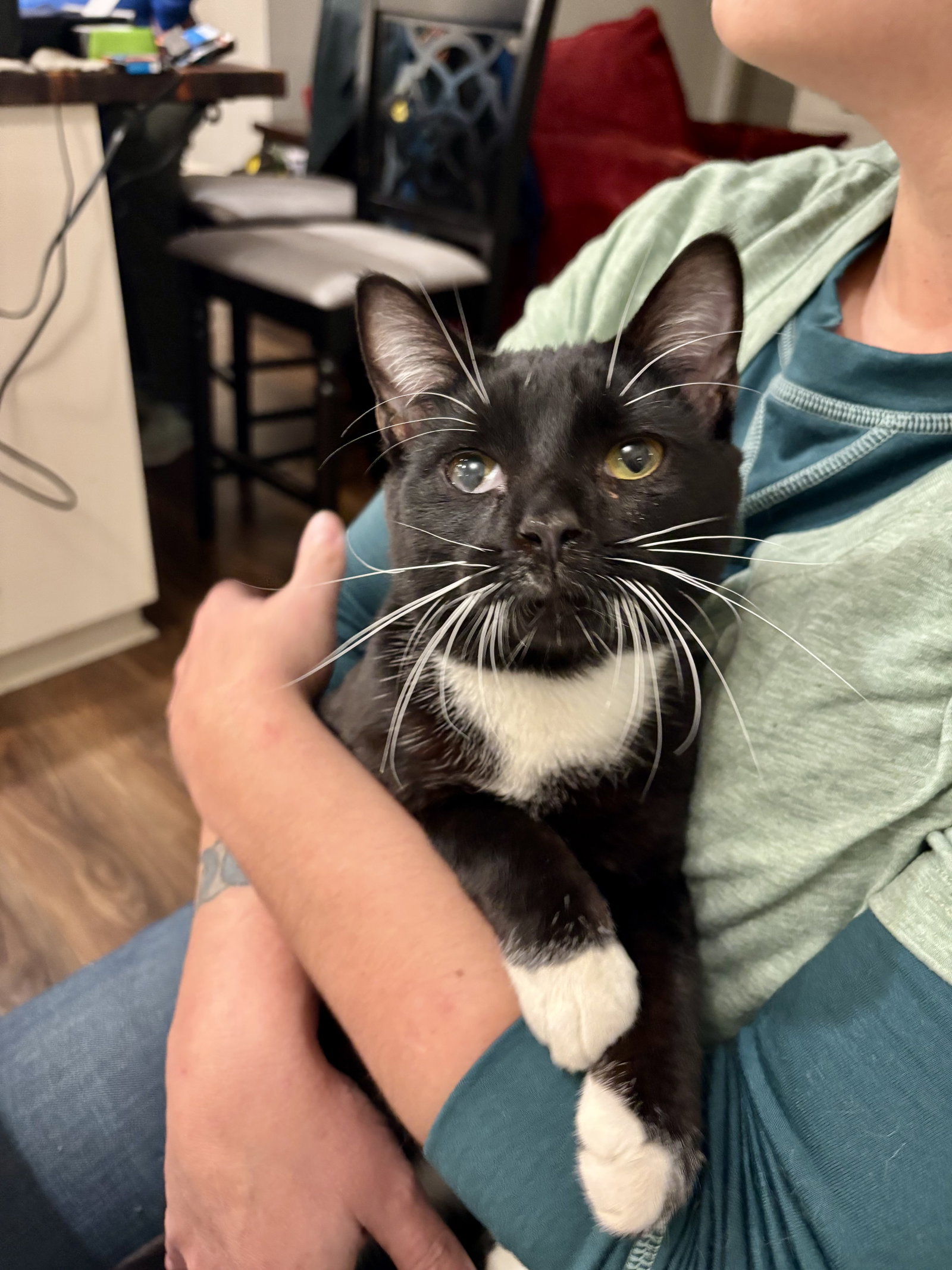 Jeeves (Available for pre-adoption) Image