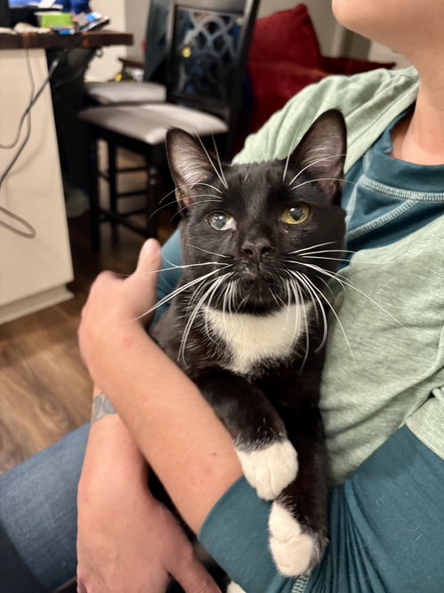 Jeeves, Domestic Short Hair, cat for adoption in Sumter, South Carolina