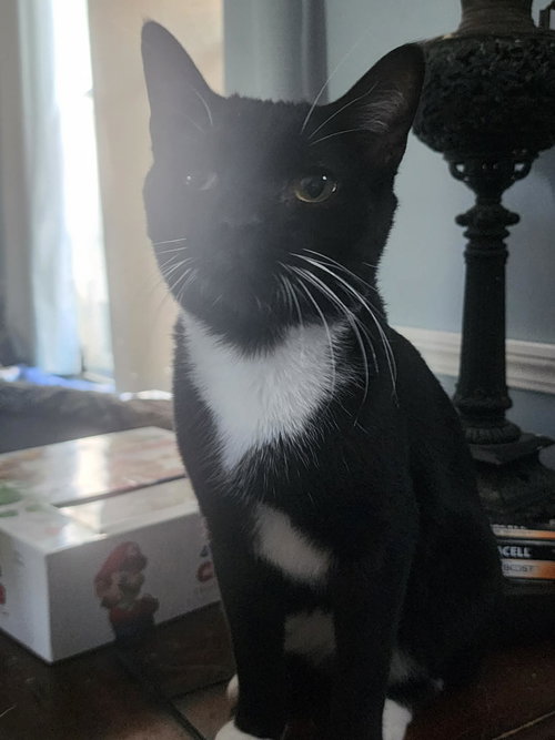 Photo 2 of Jeeves