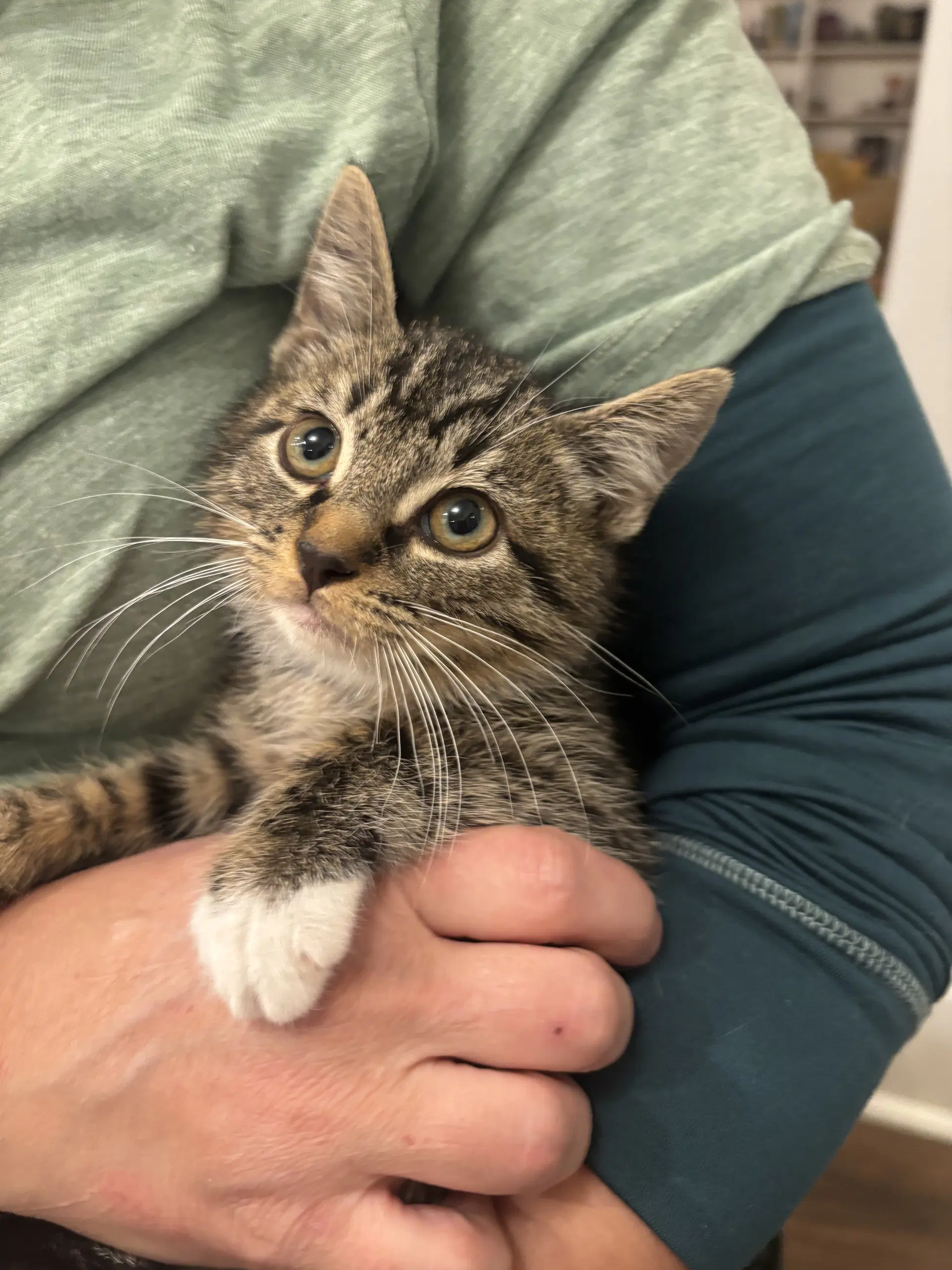 Pico De Gallo - Domestic Short Hair