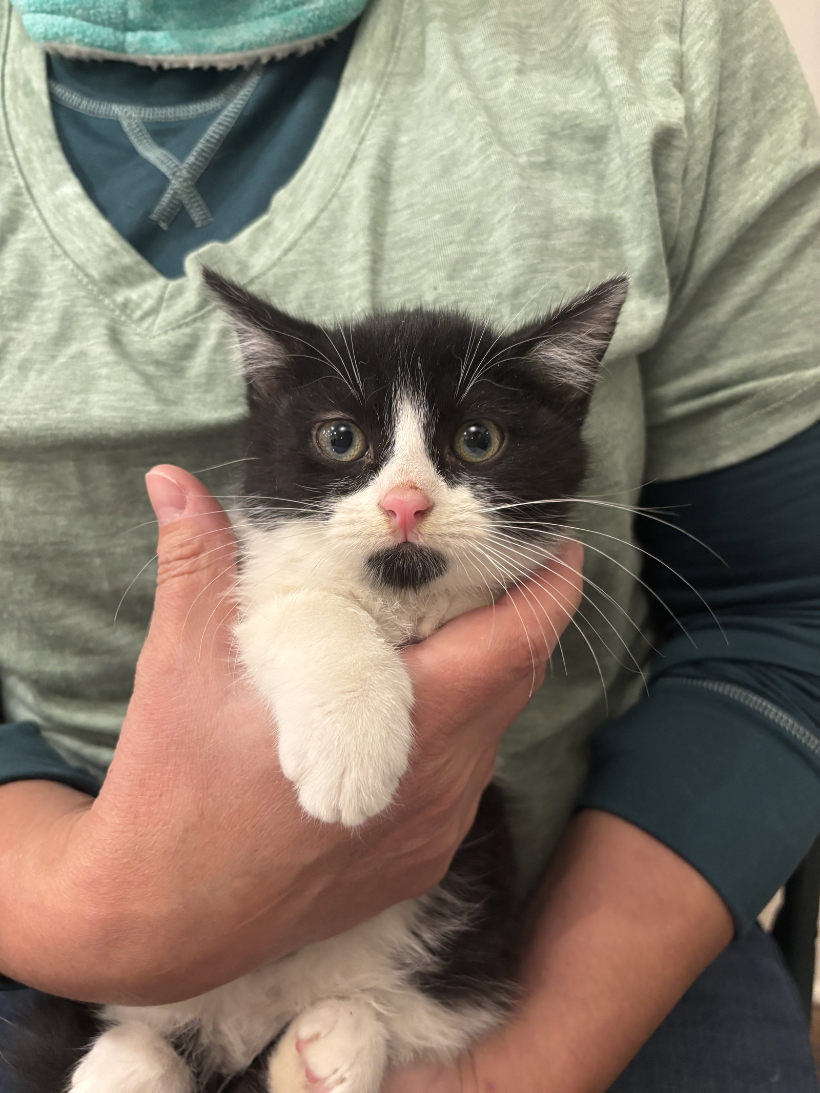 Picante (Available for pre-adoption) Image