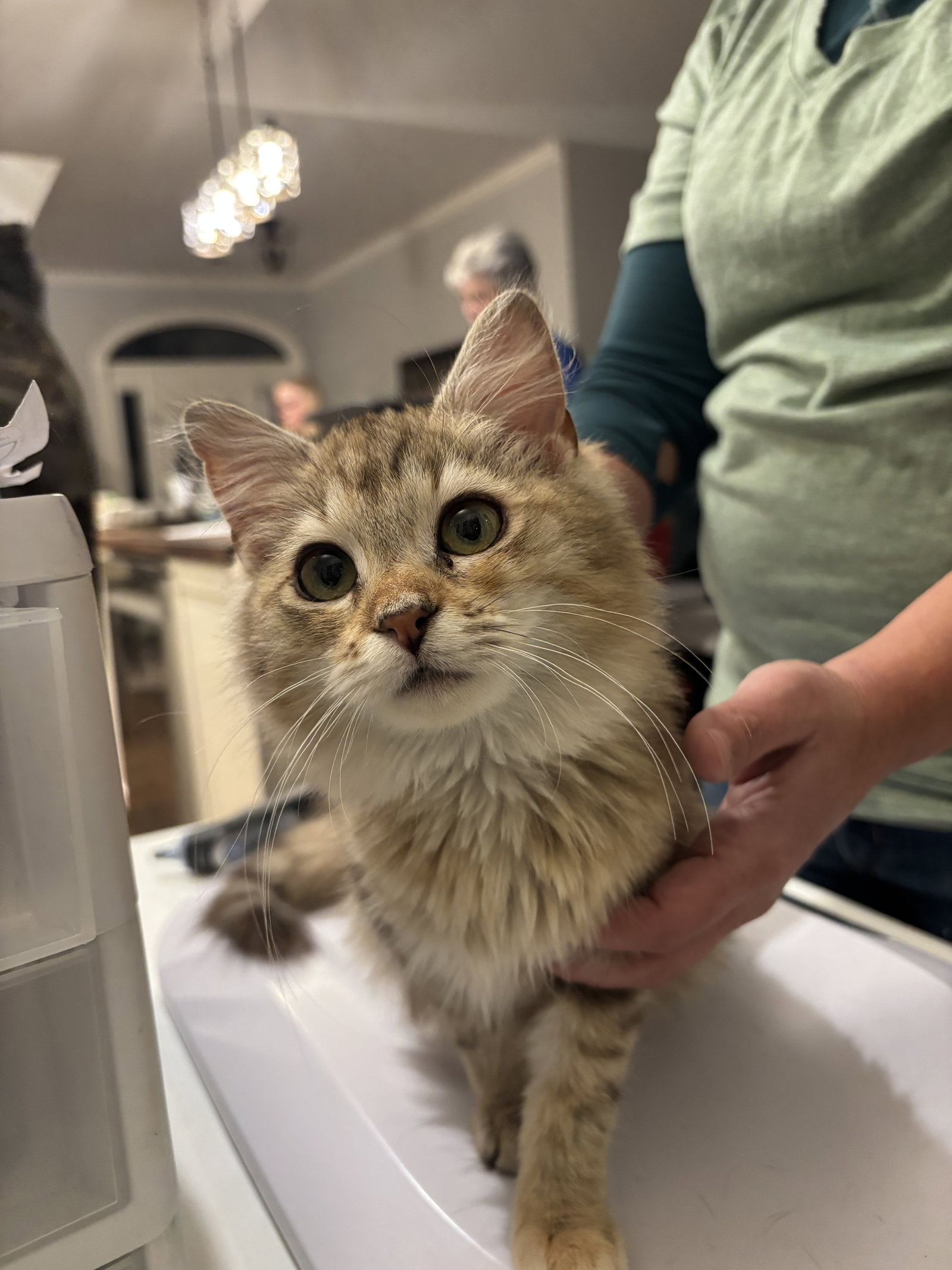 Reini (Available for pre-adoption) Image