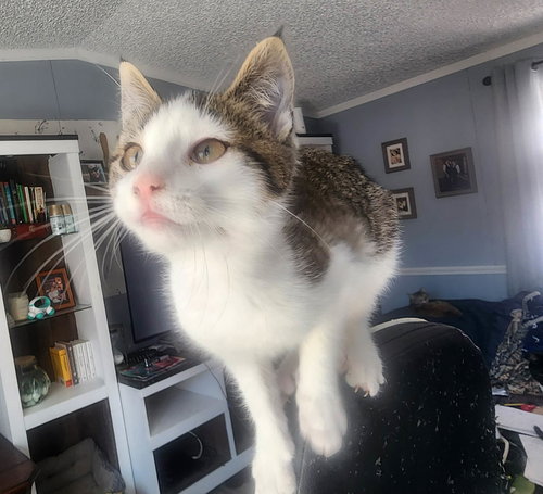 Cherry Picker, Domestic Short Hair, cat for adoption in Sumter, South Carolina