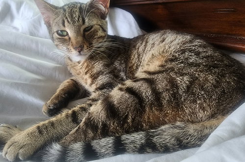 Peabody, Domestic Short Hair, cat for adoption in Sumter, South Carolina