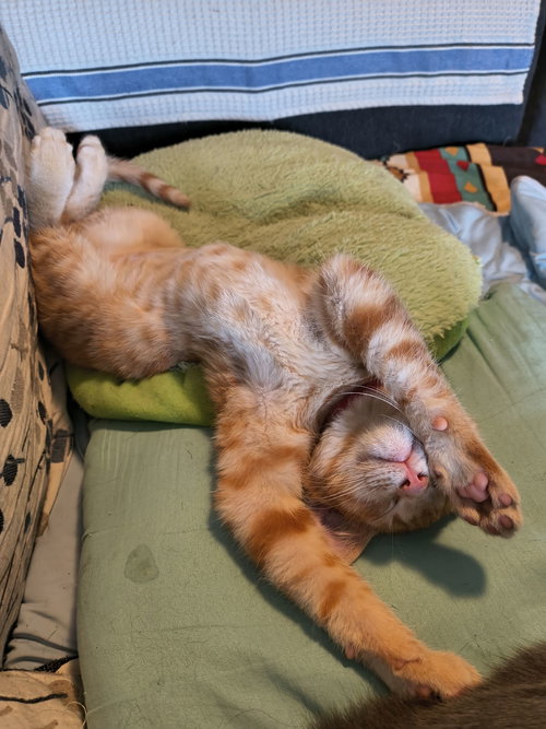 Replica, Domestic Short Hair, cat for adoption in Sumter, South Carolina