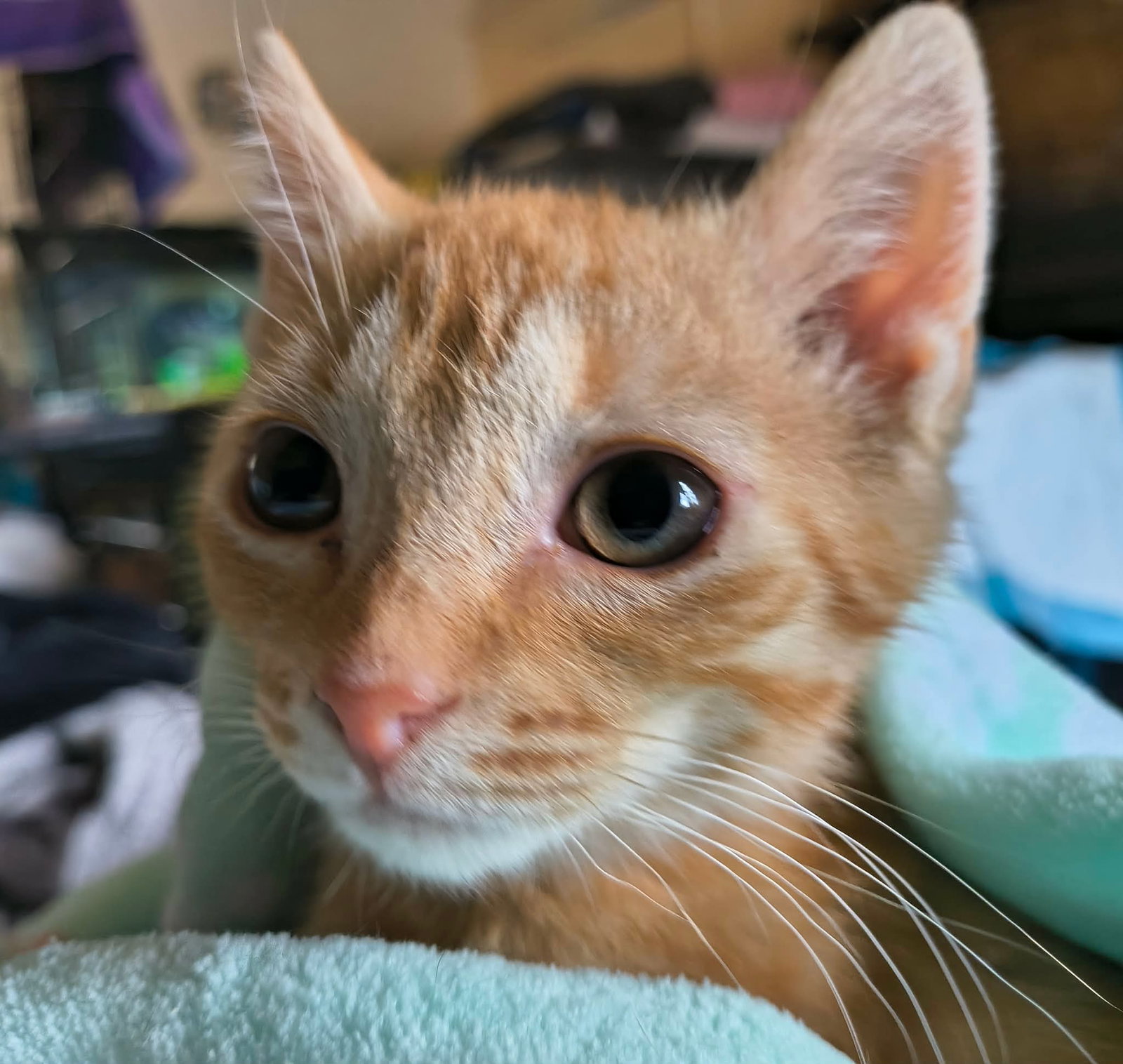 Lookalike (Available for pre-adoption) Image