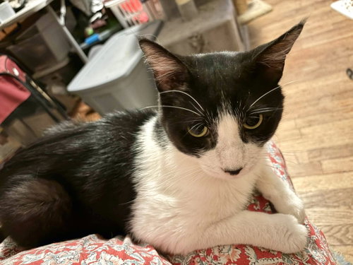 Gem, an adoptable Domestic Short Hair in Camden, SC