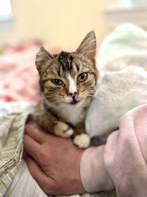 Quartier (Available for pre-adoption), an adoptable Domestic Short Hair in Camden, SC