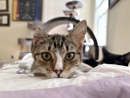 Quartier (Available for pre-adoption), Domestic Short Hair, cat for adoption in Rock Hill, South Carolina