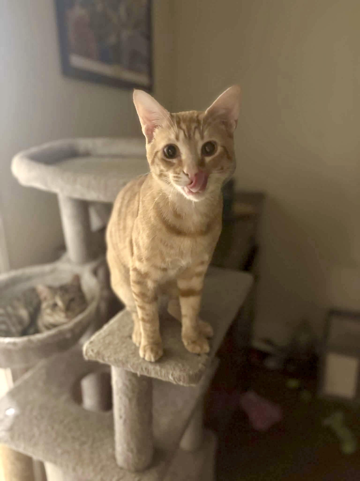 Nom Nom Image