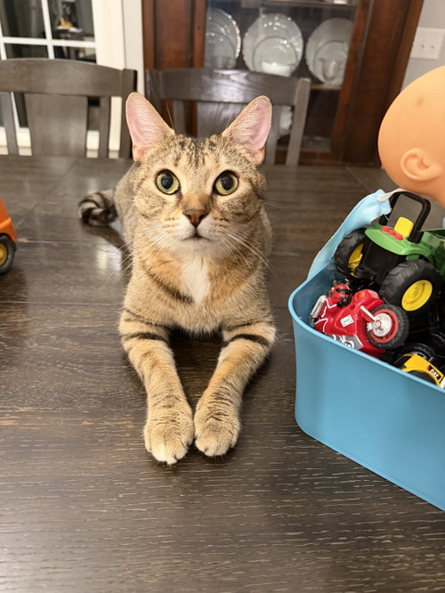 Crockpot, an adoptable Domestic Short Hair in Camden, SC