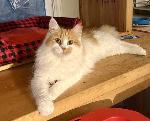 Princess Floof, Domestic Long Hair, cat for adoption in Sumter, South Carolina