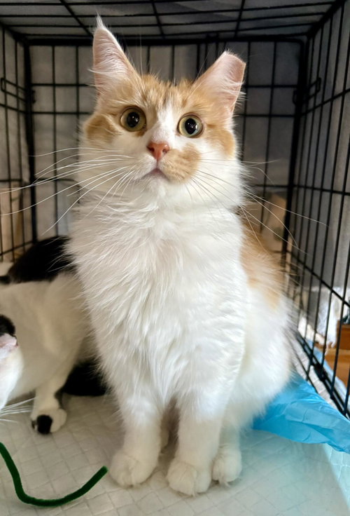 Princess Floof, an adoptable Domestic Long Hair in Camden, SC