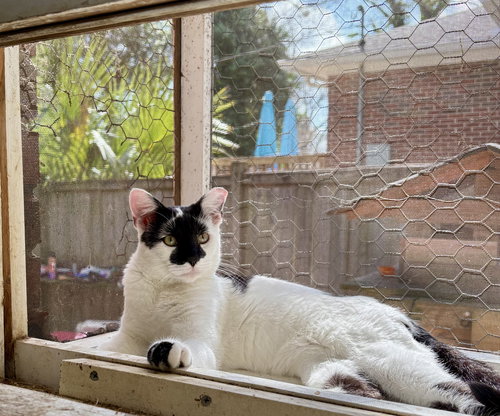 Rorschach, Domestic Short Hair, cat for adoption in Sumter, South Carolina