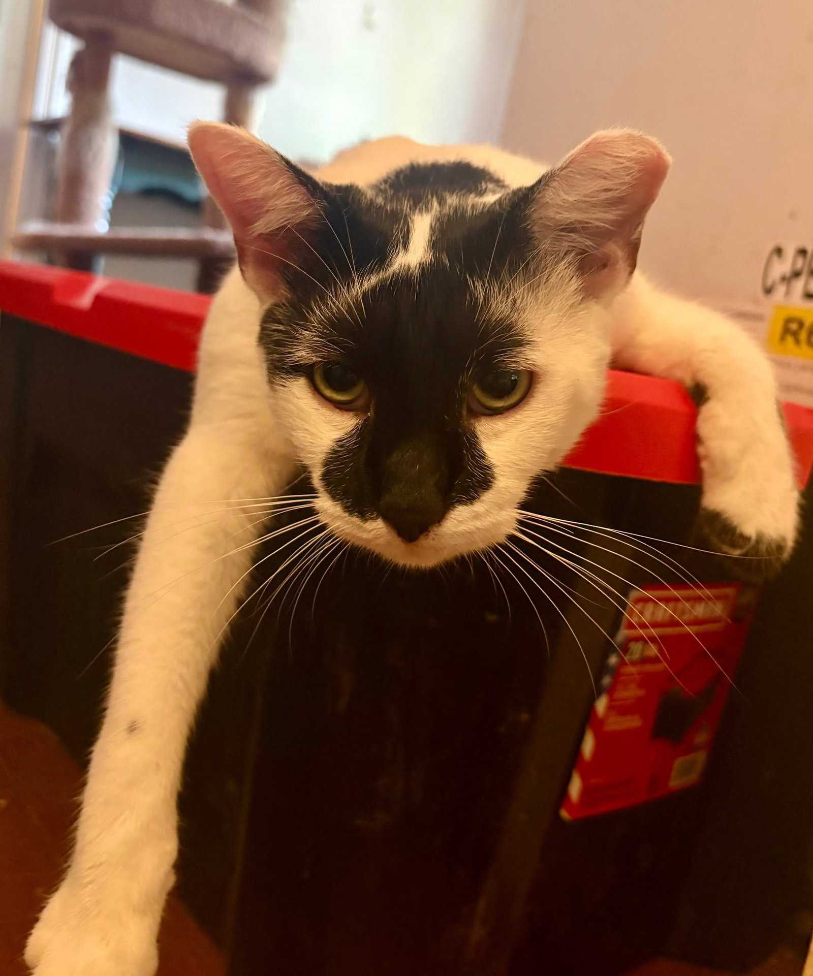 Rorschach