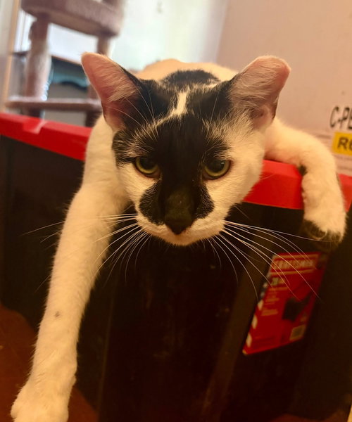 Rorschach, a cat for adoption from Cat Around Town Project