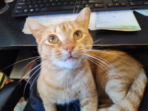 Rhubarb, an adoptable Domestic Short Hair in Camden, SC