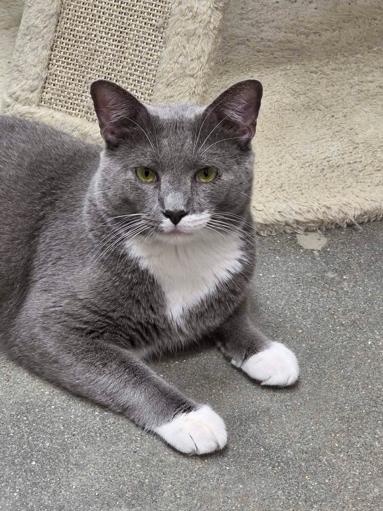 Dorian - Domestic Short Hair
