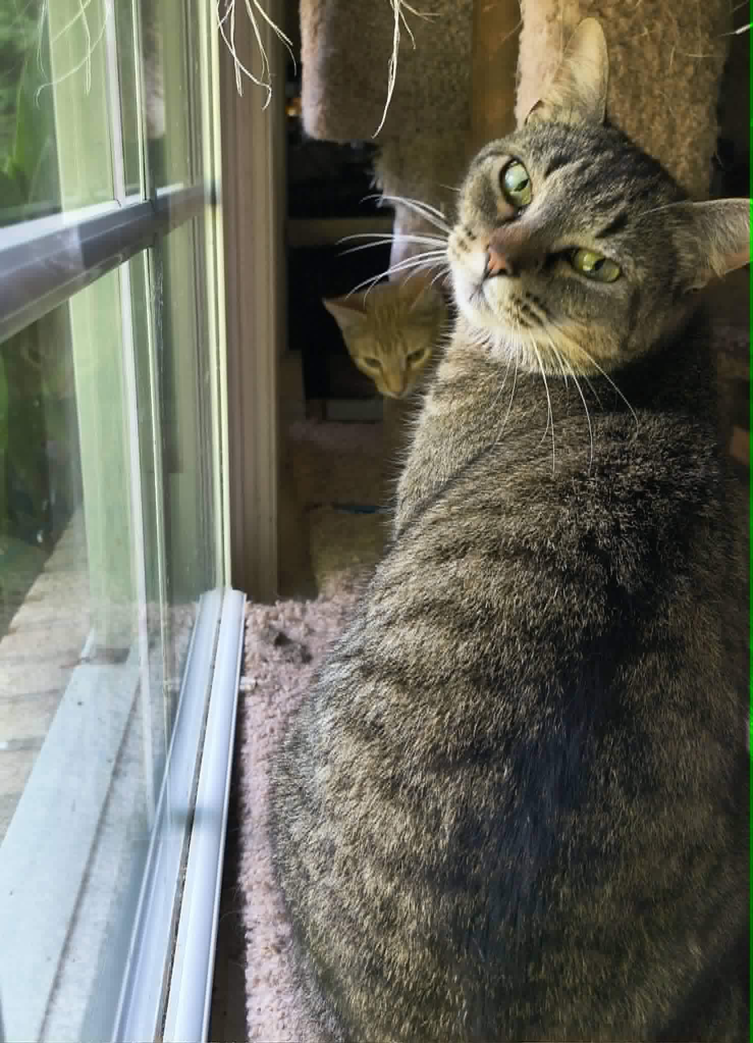 Complex - Domestic Short Hair