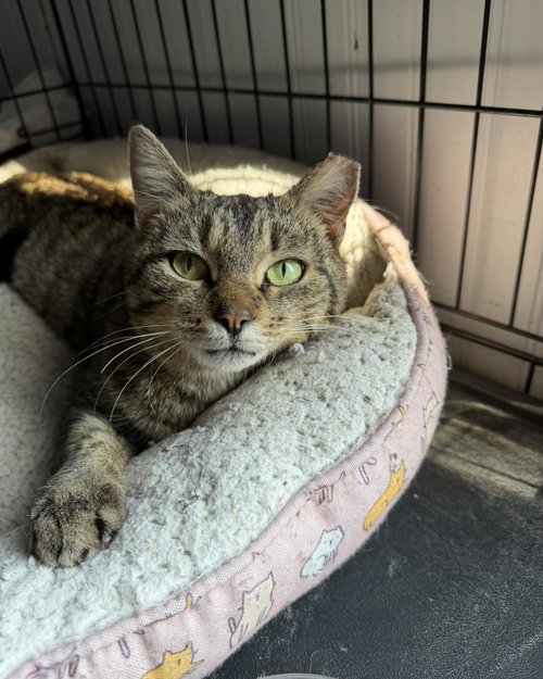 Door Dash, Domestic Short Hair, cat for adoption in Sumter, South Carolina