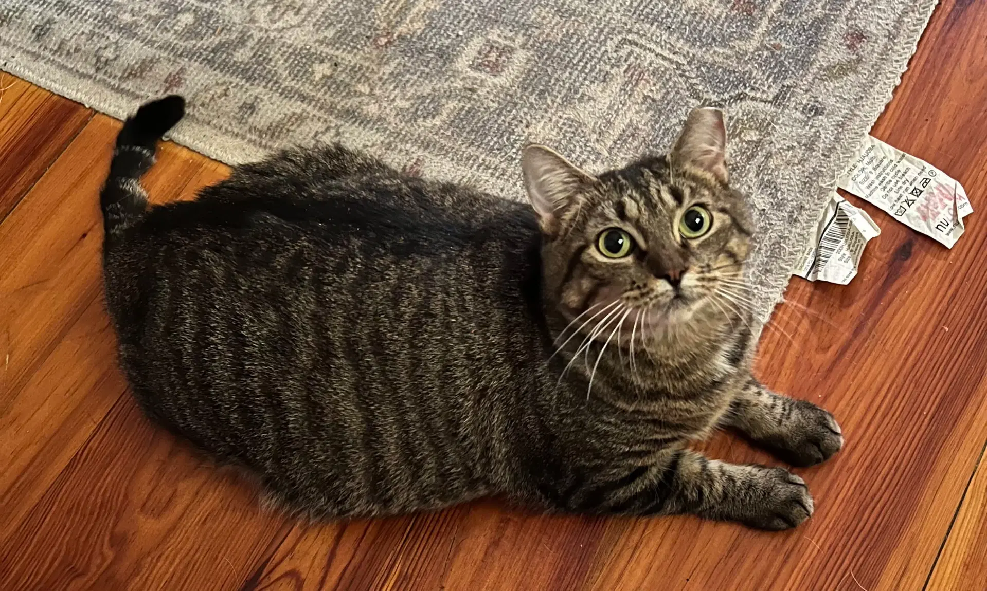 Door Dash - Domestic Short Hair