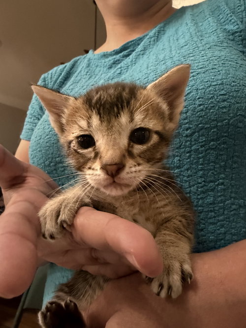 Pot Roast (Available for pre-adoption), Domestic Short Hair, cat for adoption in Sumter, South Carolina