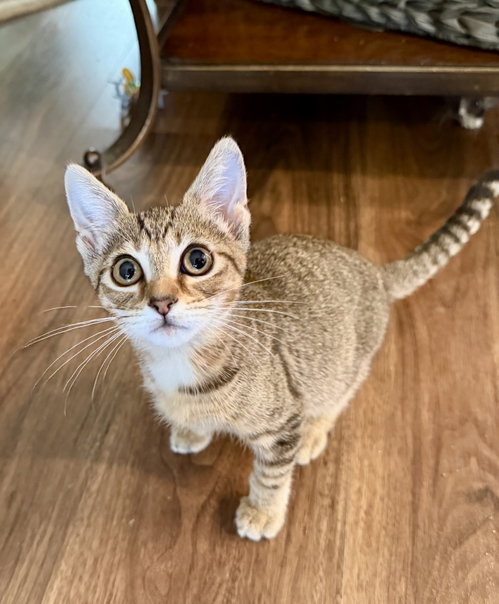 Pot Roast, an adoptable Domestic Short Hair in Camden, SC