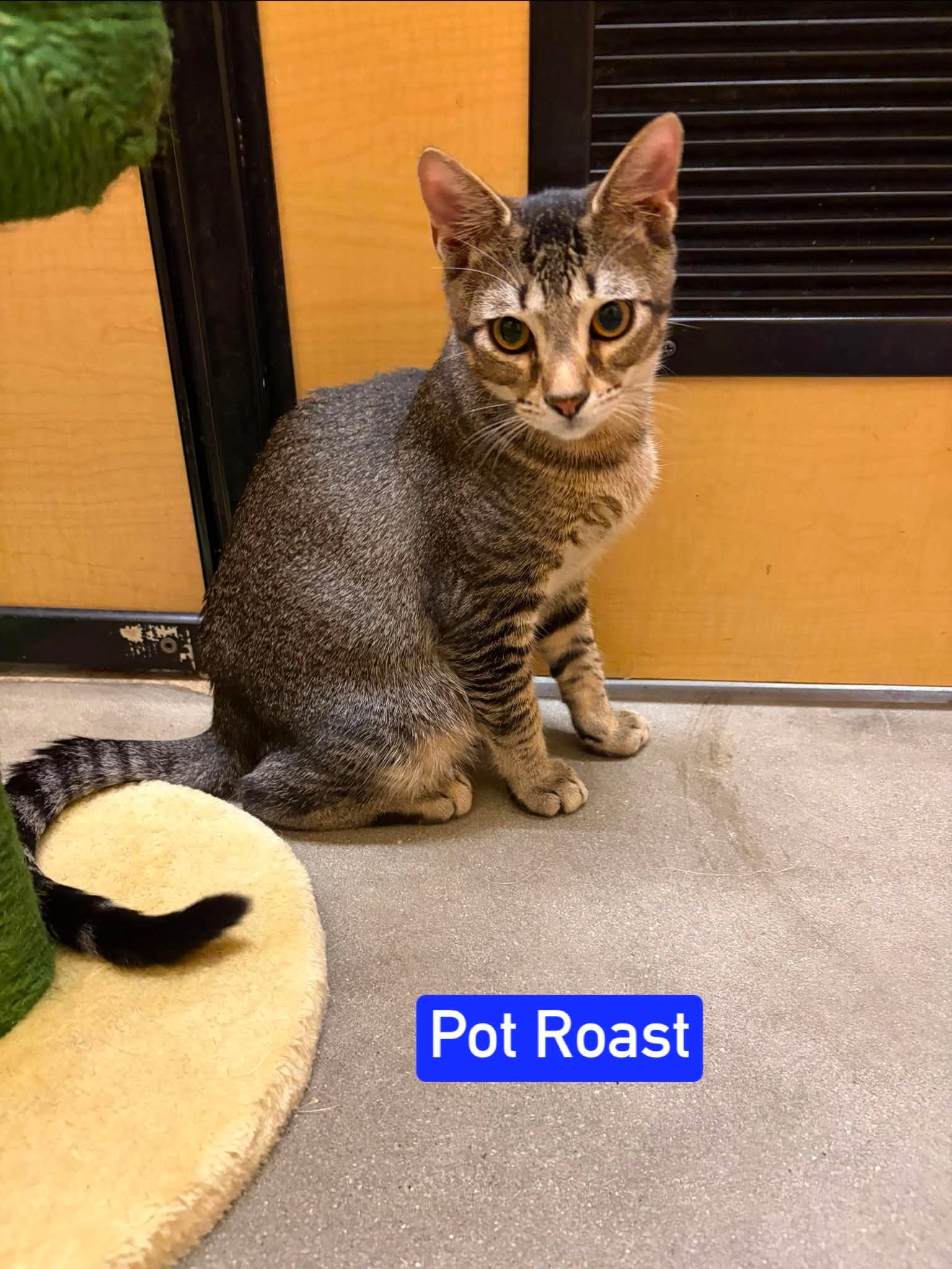 Pot Roast