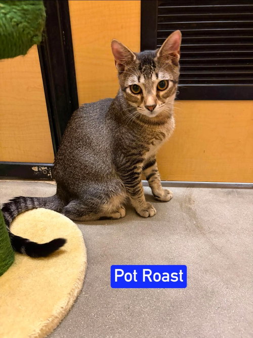 Pot Roast, a cat for adoption from Cat Around Town Project