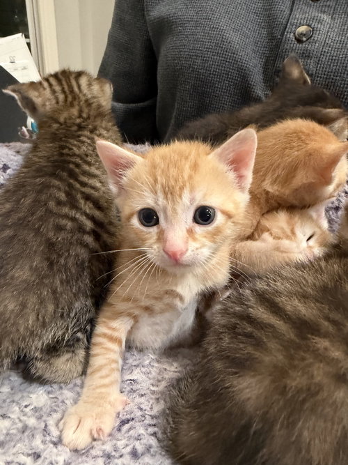 Porkchop (Available for pre-adoption), an adoptable Domestic Short Hair in Camden, SC