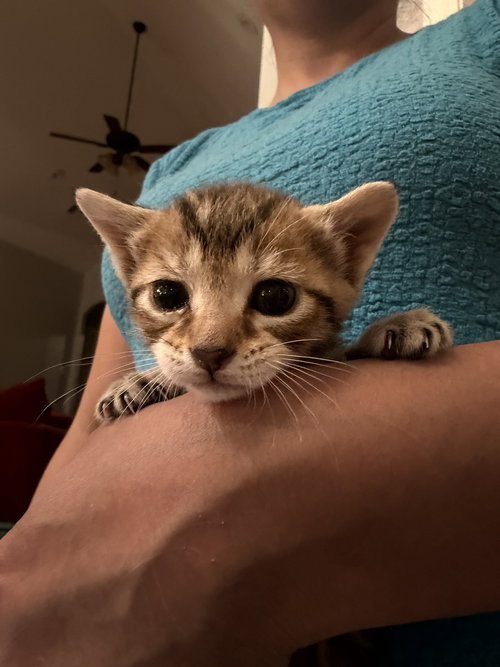 Brisket (Available for pre-adoption), an adoptable Domestic Short Hair in Camden, SC