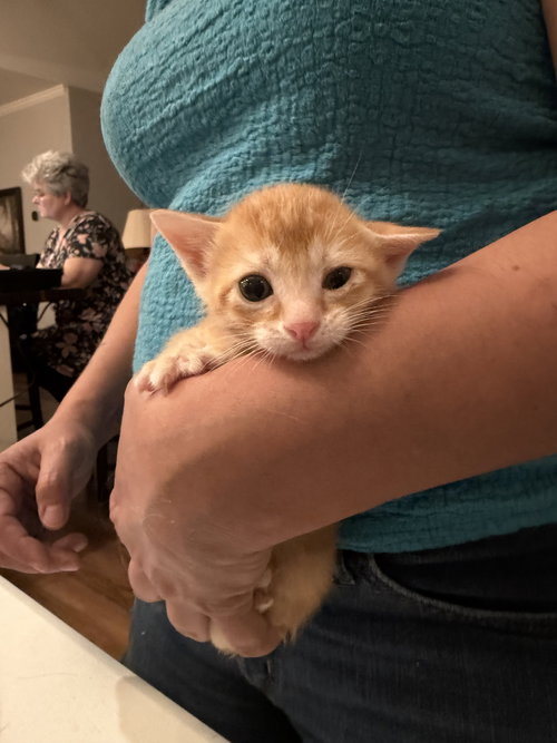 Butterball (Available for pre-adoption), an adoptable Domestic Short Hair in Camden, SC