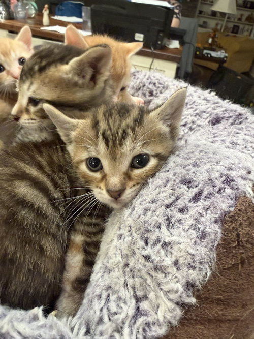 Birria (Available for pre-adoption), an adoptable Domestic Short Hair in Camden, SC